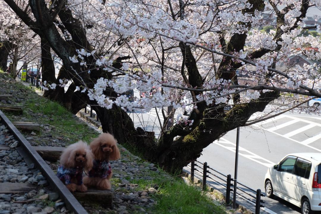 武汉终于解封！待到樱花再开时，相约这座英雄城市可好？