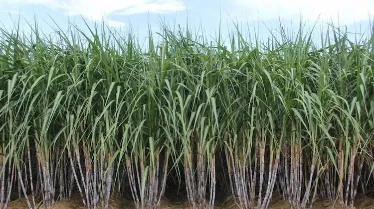 买红糖里面竟然有东西,买散装的红糖不甜特别红是真的吗