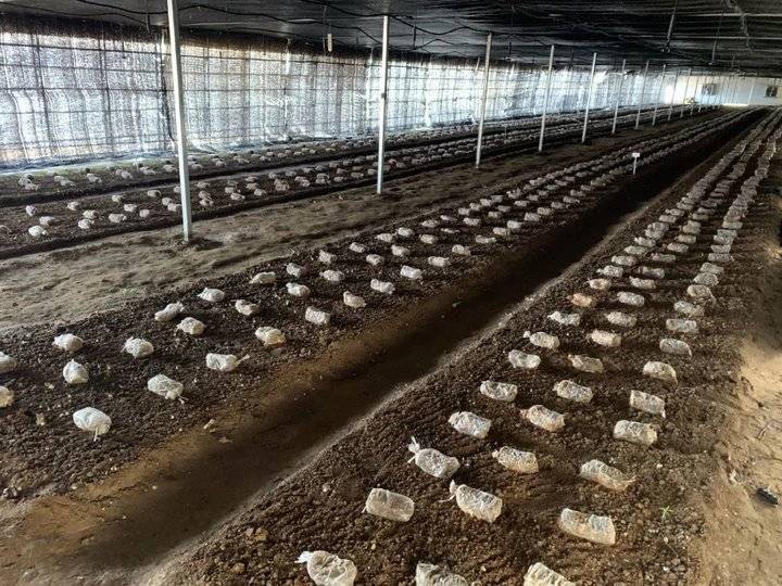 初村镇：青山绿野中，乡村产业书写美丽画卷