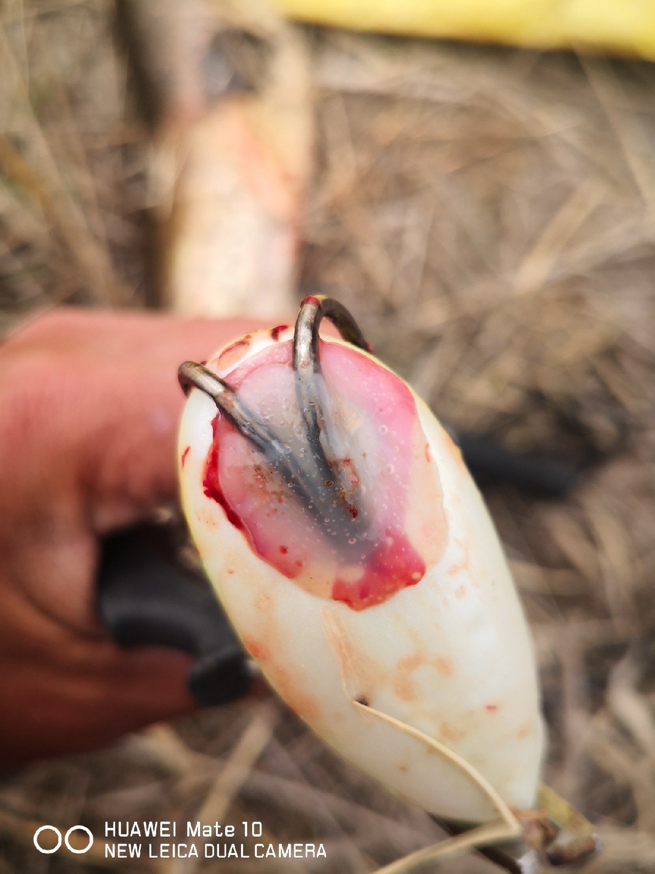 初春打黑雷蛙,开春路亚打黑刺鱼技巧