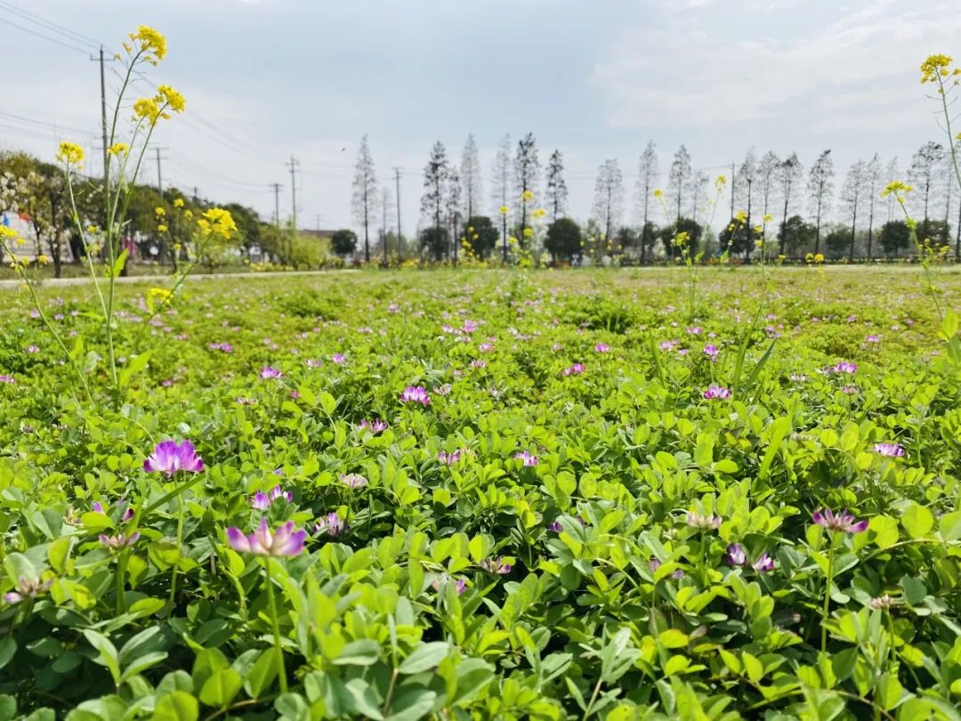 常州周末旅游景点推荐,常州最美乡村