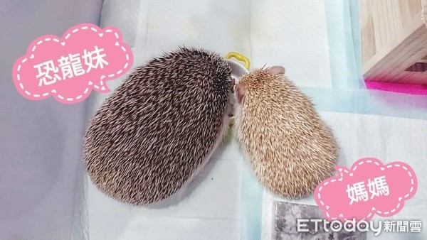 刺猬1.2kg胖成球　兽医惊讶没见过