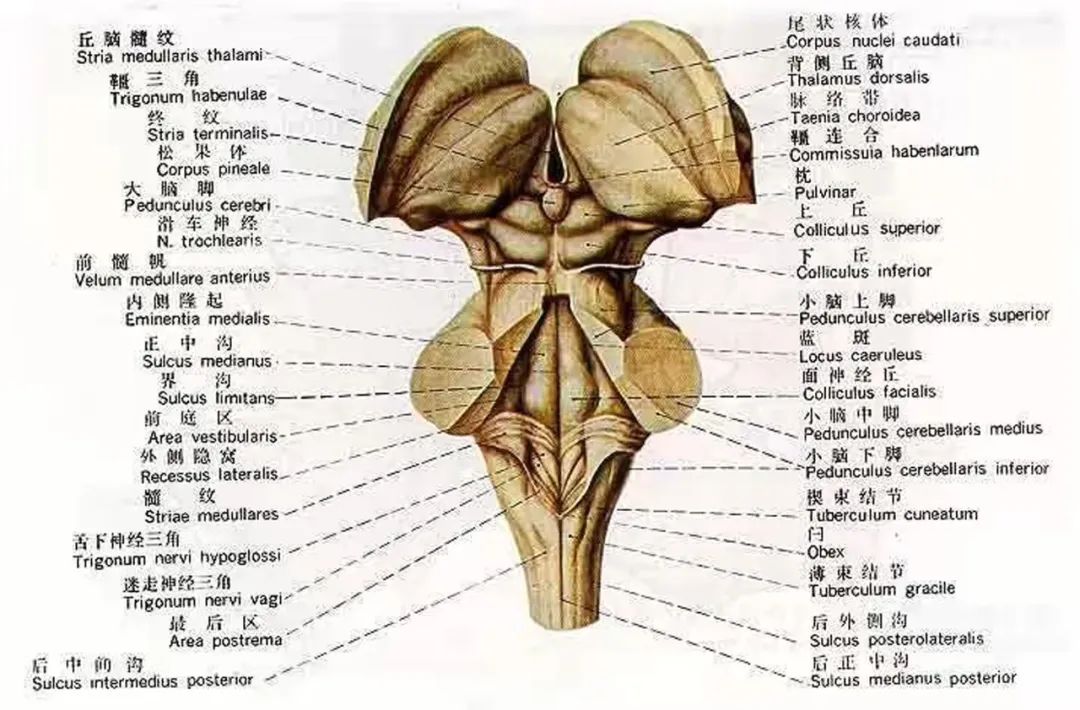 中医院脑病科介入手术,市中医院脑病科