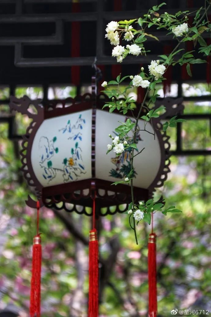 花漾秦淮|最是一年春好处，木香盛放醉秦淮