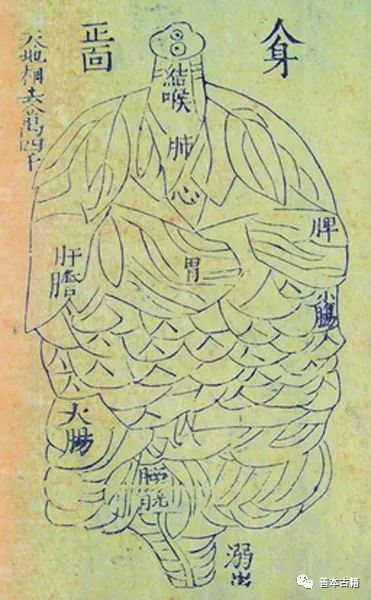 杨介存人体解剖学图,张鲁绘人体解剖图谱
