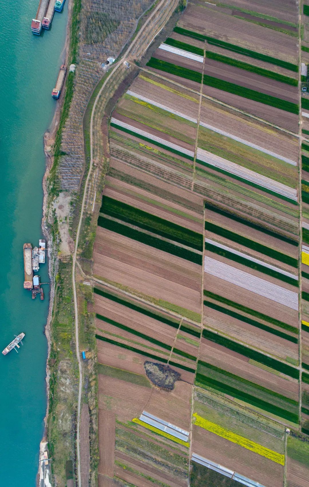 五谷是什么分别指哪些,五谷是什么