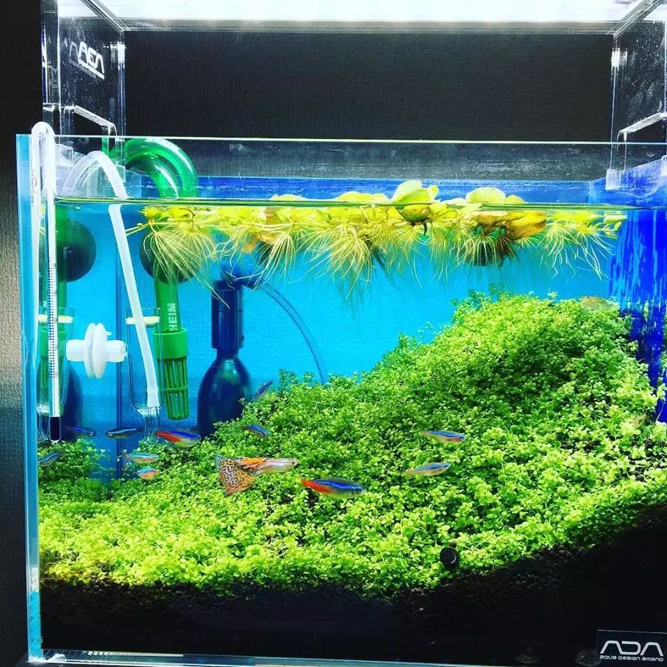 没有过滤的造景缸,没有造景的鱼缸好看吗