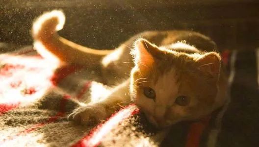 为什么房子里总有小毛毛,为什么房子里面会长蘑菇科学探究