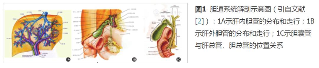 胆道外科有哪些操作,胆道疾病解剖基础知识