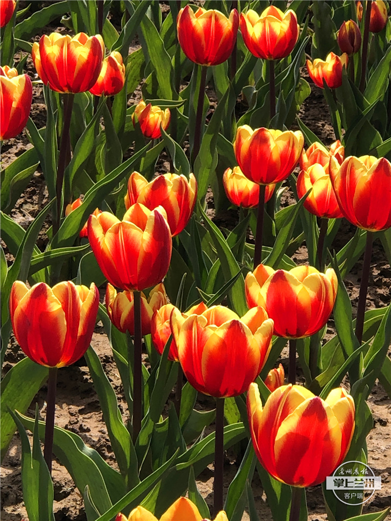 永靖刘家峡如意公园郁金香,永靖郁金香旅游景点图片