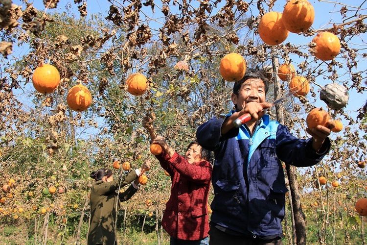秦奋有新貌丨拔穷根、开富源西乡脱贫摘帽努力实现人人有产业