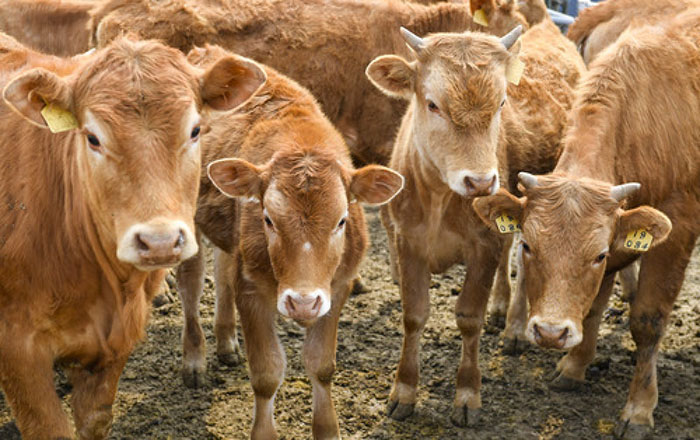 延边州黄牛产业发展,延边黄牛养殖成功案例