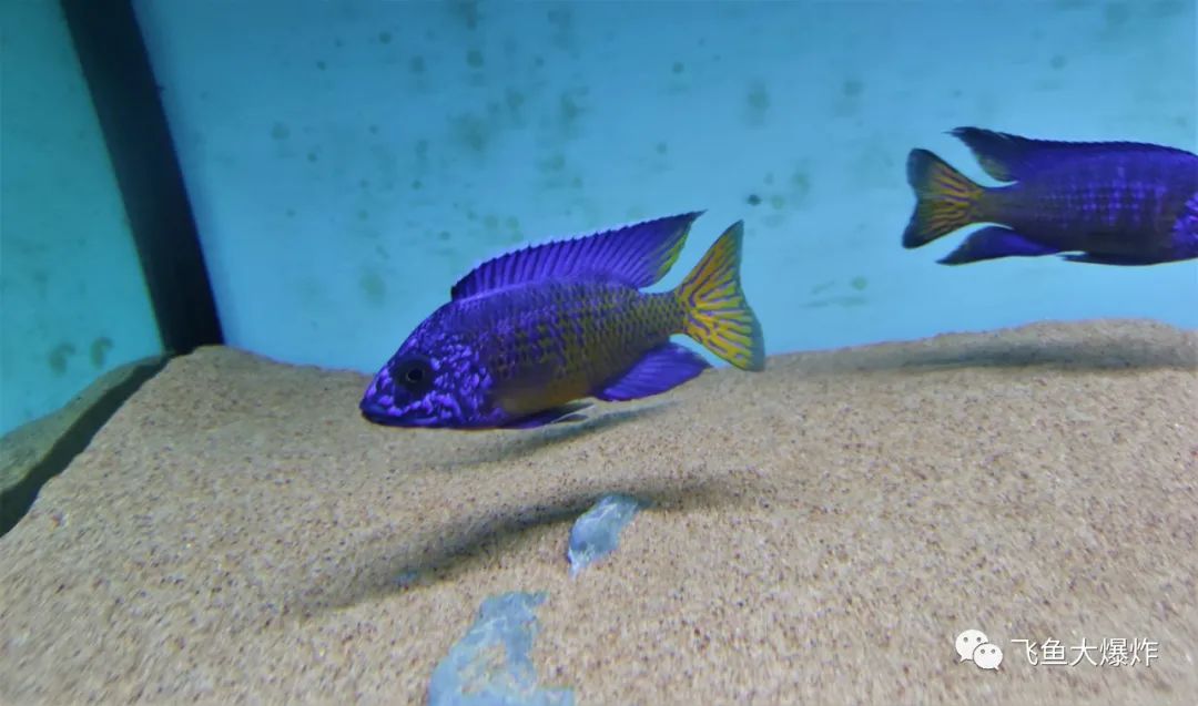 2020慈鲷筑巢大赛~非洲三湖沙雕艺术家的盛宴