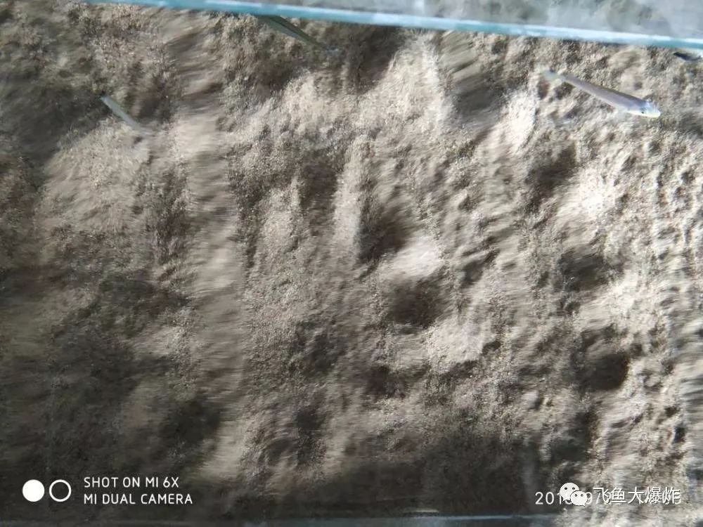 2020慈鲷筑巢大赛~非洲三湖沙雕艺术家的盛宴