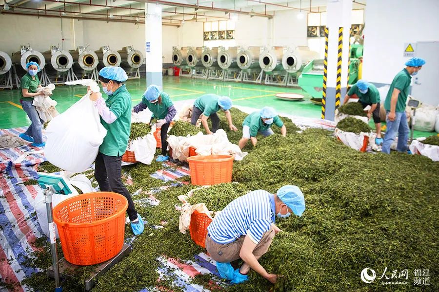 快看！满山“绿色金子”