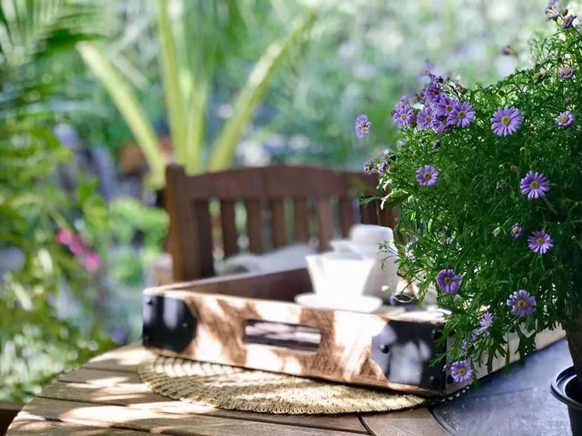 疫情下的美国日记丨陈丽华：加州四月槐花香