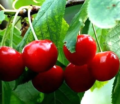 “樱”“唯”有你！五月，让我们相约在铜川的樱桃园