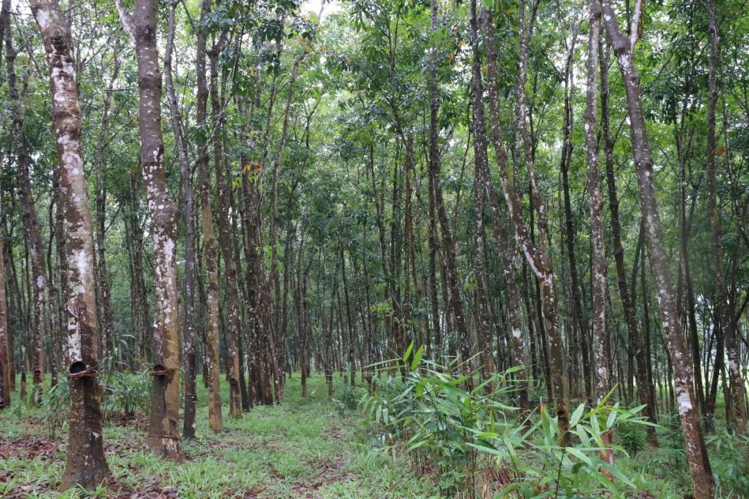 电视剧天涯热土评论,天涯热土农垦视频