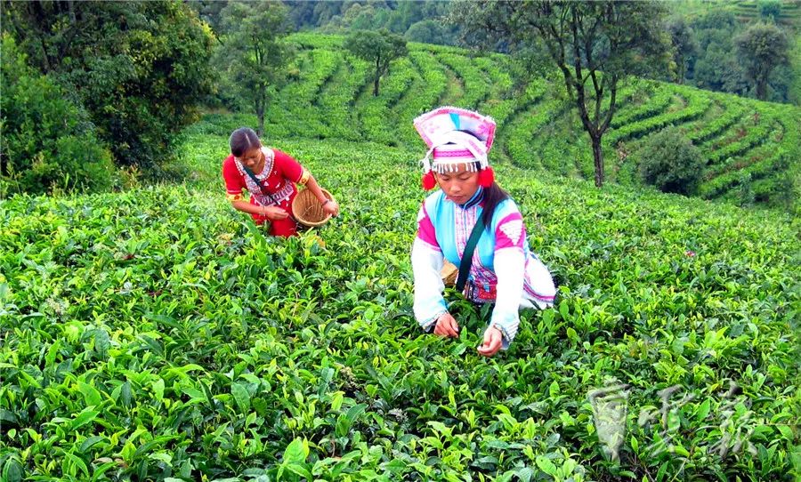 云南山头春茶价格表,云南冰岛春茶价格