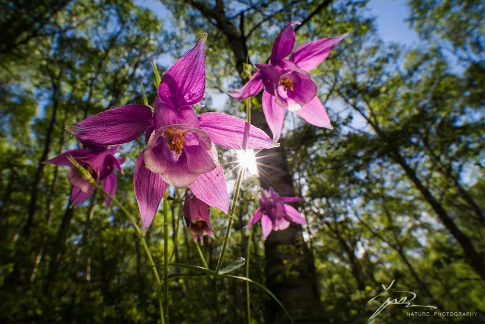 福利|“书香园林生态文化系列讲堂”线上开讲，聊聊五一在北京的野外怎么玩