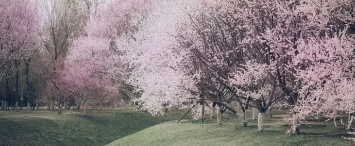 从燕园到家乡丨一种相思，两处*光春**