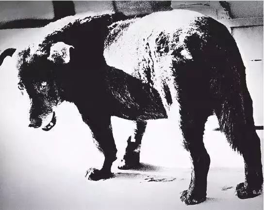 日本在世当代艺术家,日本当代艺术家太阳花