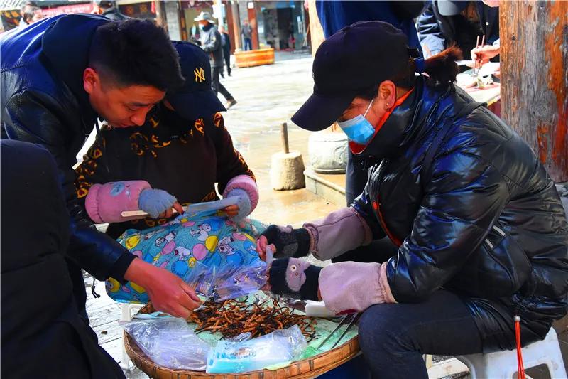 松潘古城虫草市场,四川虫草网上商城