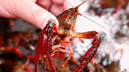 吃小龙虾的正确步骤,过夜的小龙虾能吃吗