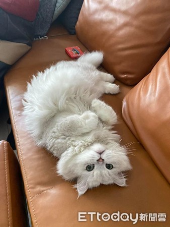 猫一直冲着主人喵喵叫为什么,猫突然特别粘人一直喵喵叫