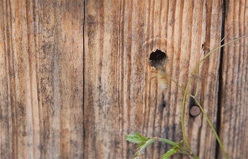 酿造百花蜜,酿造农家百花蜂蜜