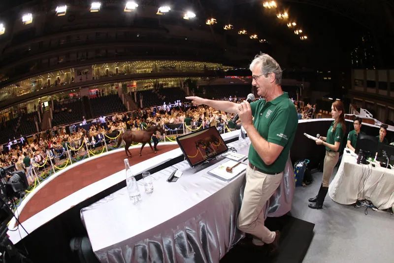 香港马匹拍卖价,香港马匹拍卖现场视频