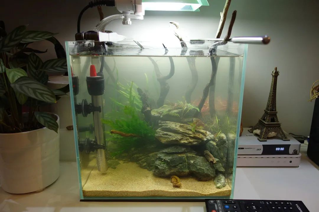 为了宝宝出掉草缸，最后还是耐不住寂寞啊