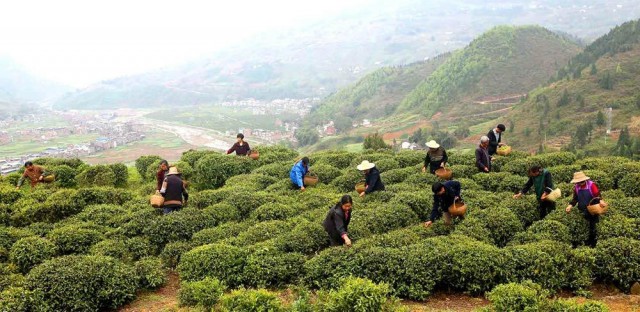 山海一家亲,共品巫山味!巫山农产品线上特卖会今儿“开市”