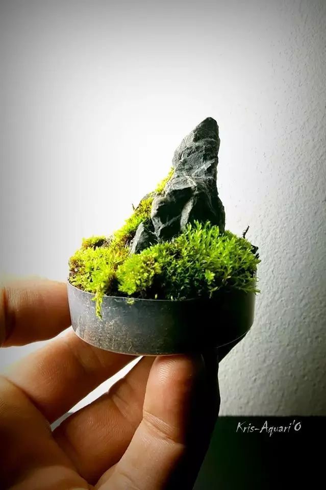 胶囊微景观,胶囊景观