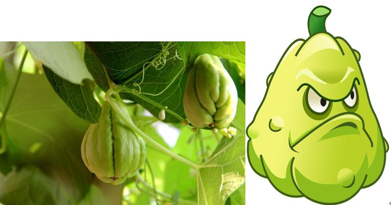 植物大战僵尸盘点那些奇葩的植物,植物大战僵尸最诡异的十大植物