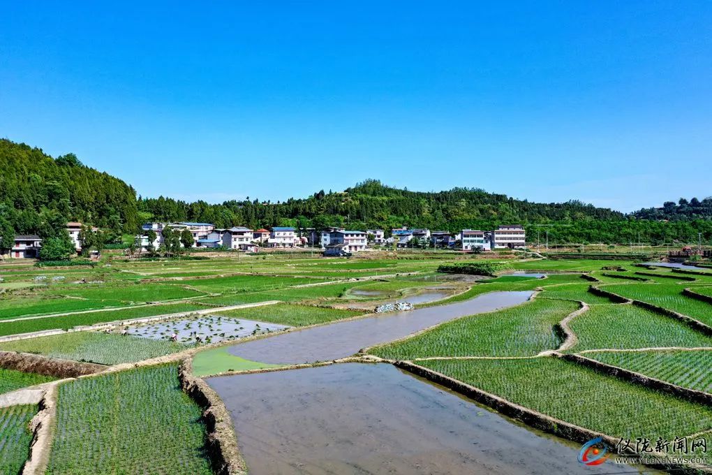 你妈叫你回家插秧了原版,你妈喊你回家插秧的图片