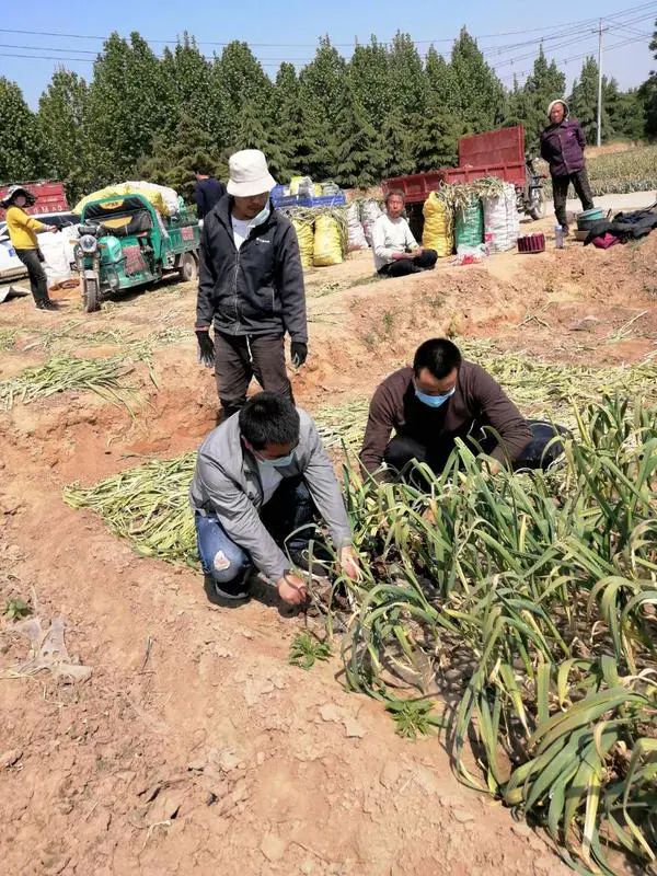 大蒜行情中牟大蒜,中牟大蒜今年蒜价