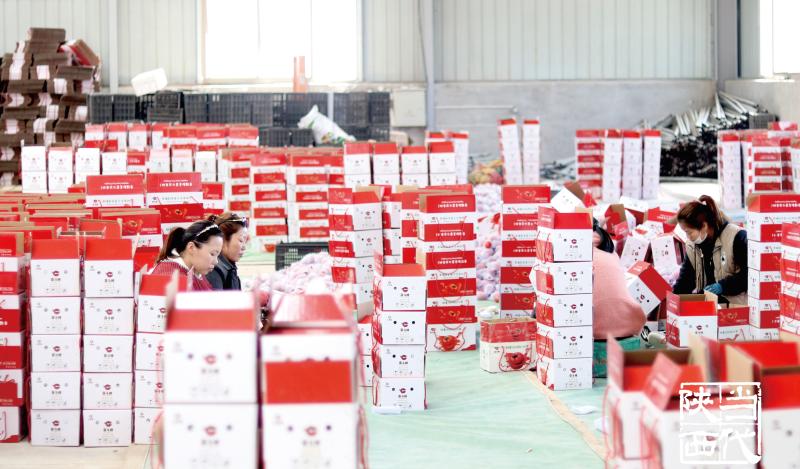 疫情之下菜篮子,疫情之下蔬菜种植