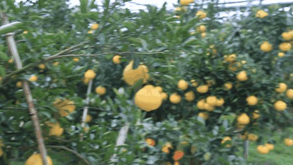 韩国网红VC花洒!过滤铁锈、余氯,水压大3倍,让人一天想洗8次澡