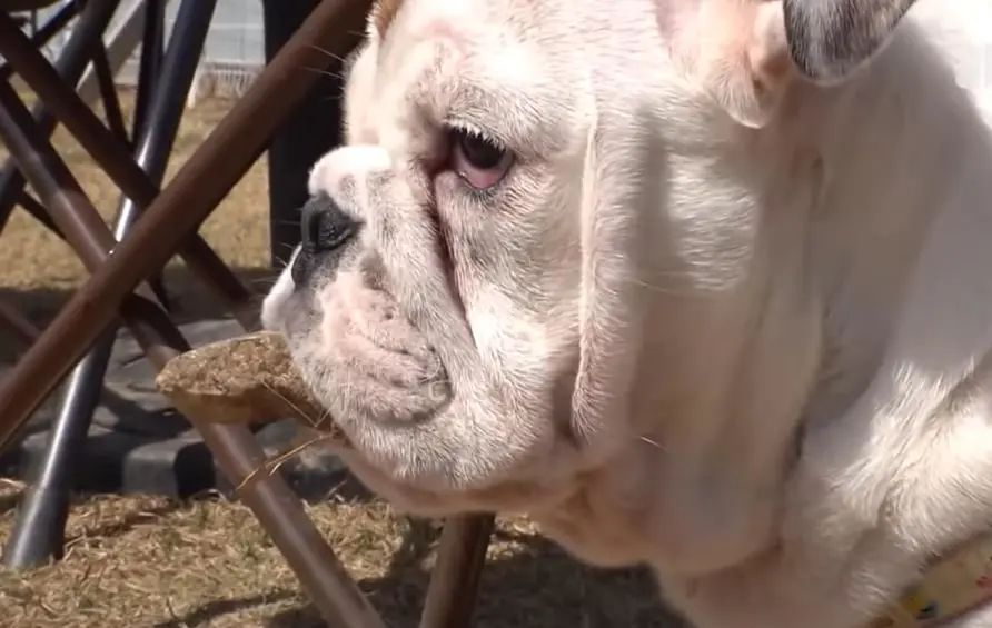 小奶狗怎么越吃越瘦是什么原因,小奶狗太瘦如何快速长胖