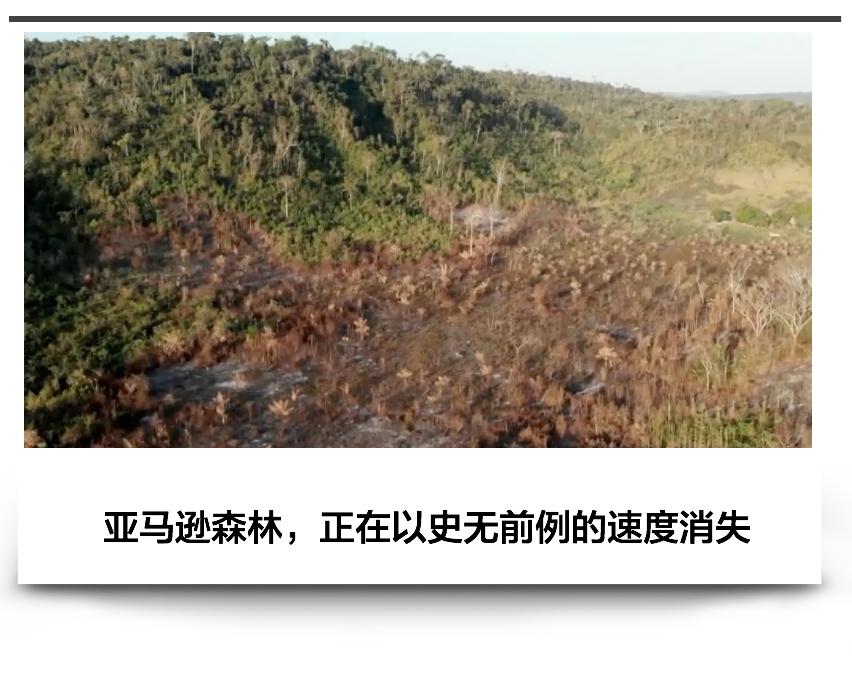 三个月砍掉20个曼哈顿,一年砍掉一个国家,亚马逊已经到了最危急的时候
