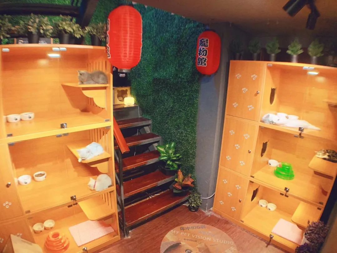 网友吸猫撸狗,吸猫撸狗的地方