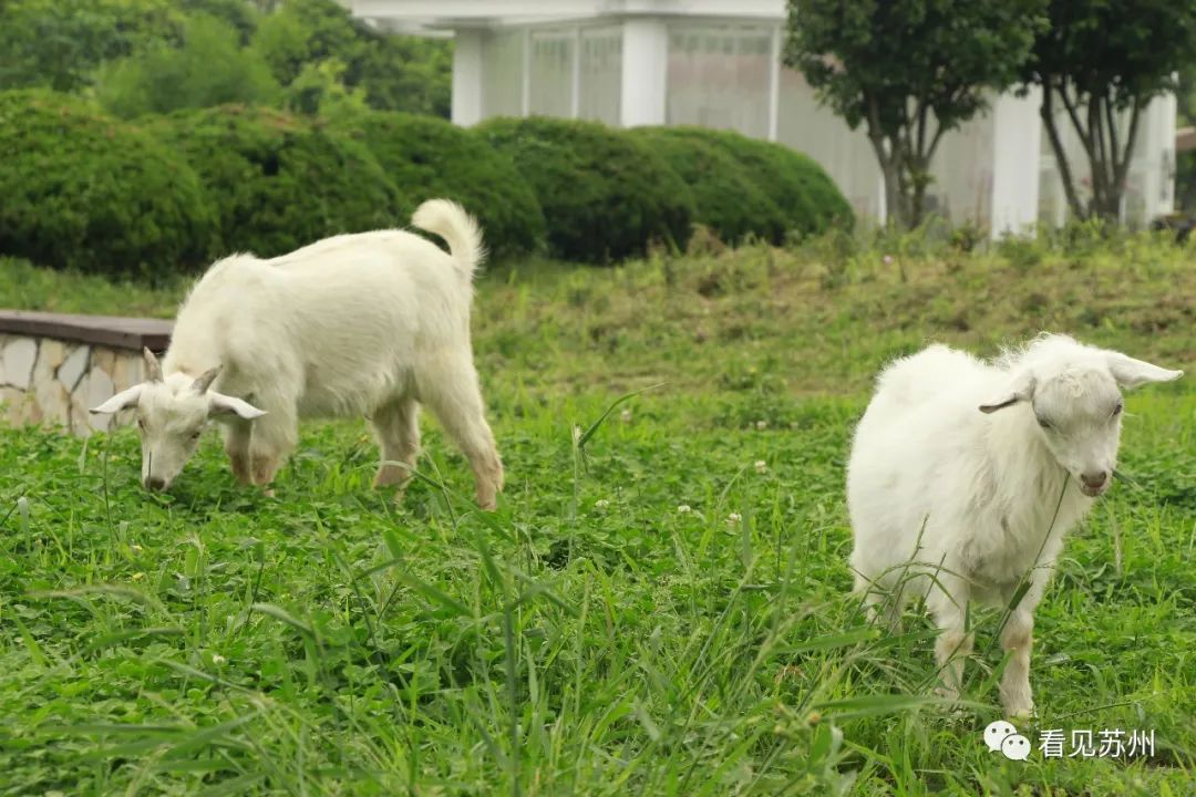 苏州森林里野奢树屋,苏州泡温泉度假的地方推荐