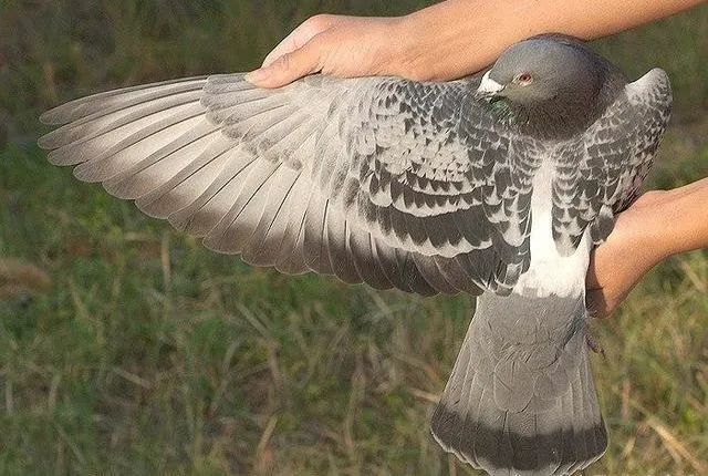 榄斿コ涔嬫．濠曟媺,姘告亽涔嬫．濠曟媺鐨偆