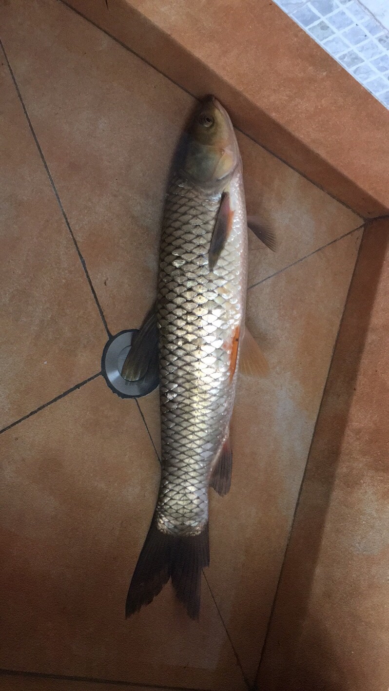 手竿改矶钓竿教学视频,淡水矶竿和手竿优缺点