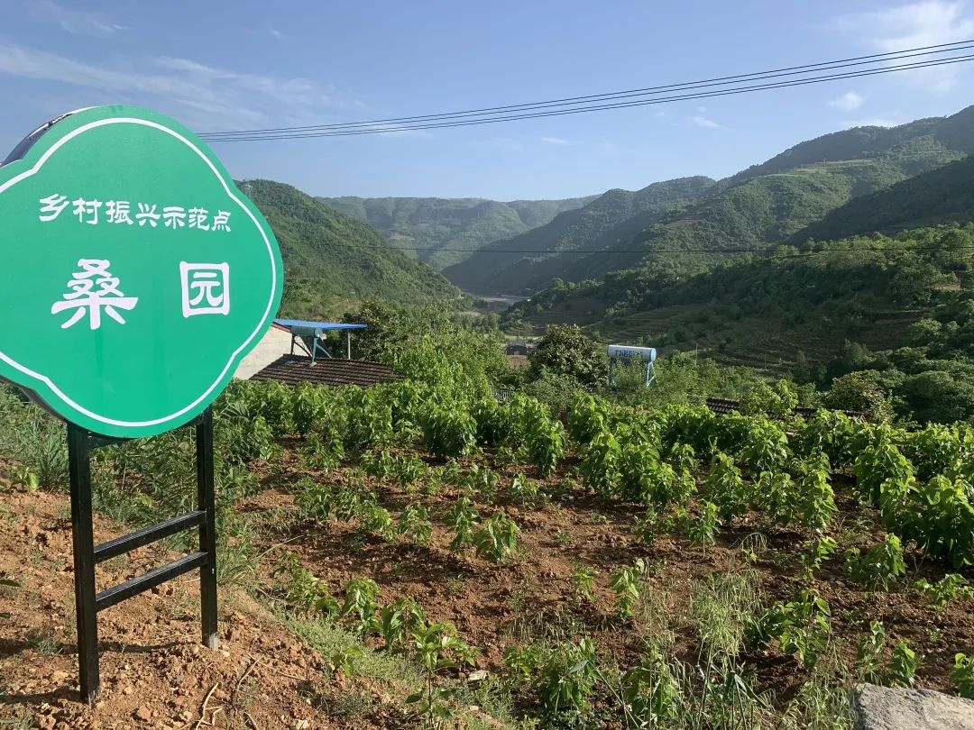 蚕宝宝怎么才能吐出金丝,蚕宝宝吐出透明色液体