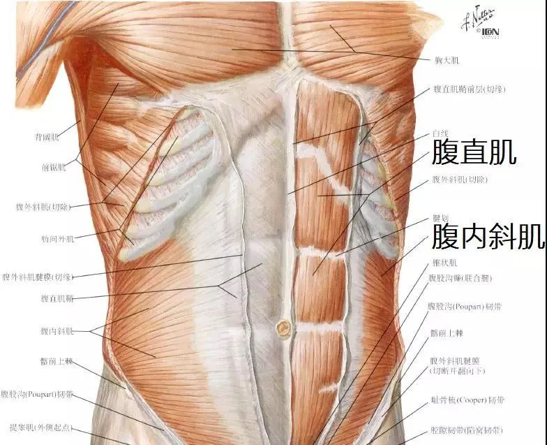 「网红束腰」：全世界有3亿人，在悄悄花钱买死