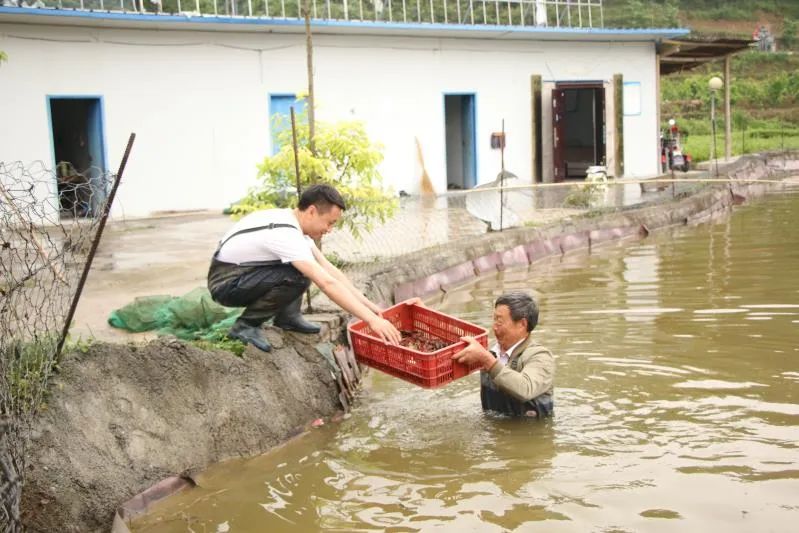 武陵广场印江小龙虾,贵州铜仁小龙虾鲜活批发