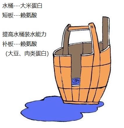 鱼蛋是不是高蛋白质食物,鱼蛋的蛋白质是多少