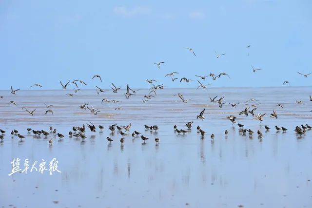 盐城最厉害的勺子,盐城铜勺子